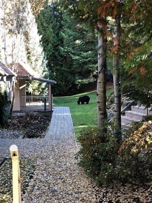 A paved pathway leading to a building with a covered porch, surrounded by dense greenery and a bear in the distance. - 31GlenEagle Whistler Cozy Townhome, 2 Bedroom 2 Bathroom, Golf/Ski community (Whistler)