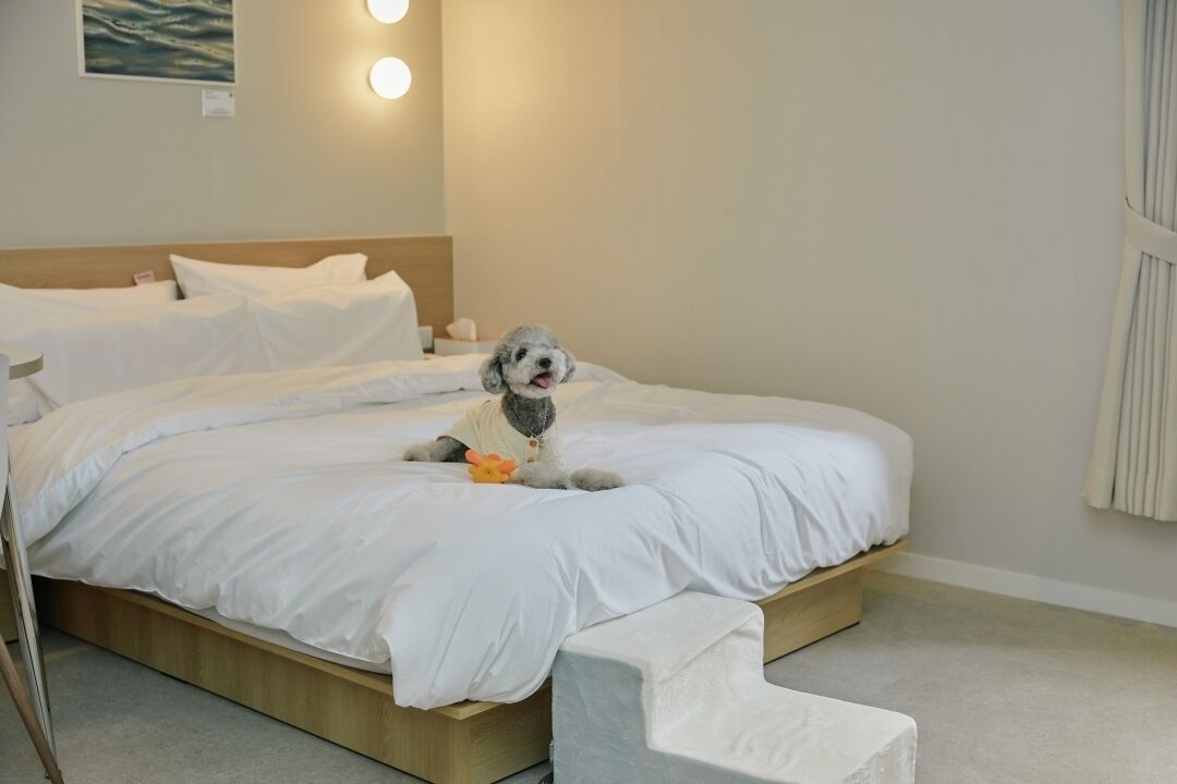 A neatly made bed with white linens, a small dog wearing a vest, and a painting on the wall.