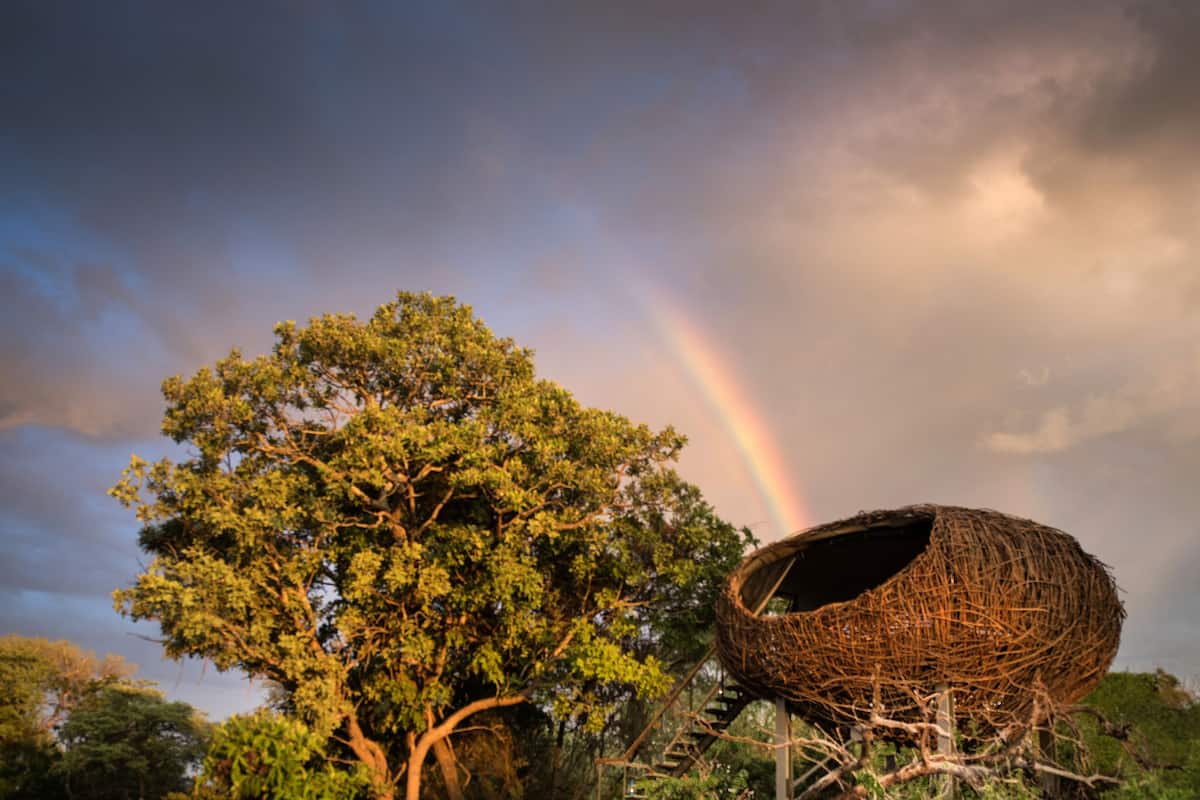 A nest-like structure with a tree in the background and a rainbow.