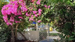 A paved pathway leading to a gated entrance with a tree bearing pink flowers. - Miklat for 6/7, Family Villa By The Sea W Jacuzzi & Pool (Caesarea)