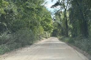 A rural dirt road flanked by dense greenery and trees.