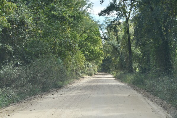 Un chemin de terre, typique de la campagne, bordé d’une végétation luxuriante et d’arbres.