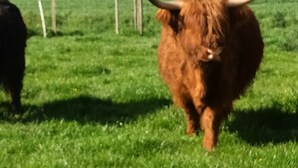 Een Hoogland vee in een grasveld met een hek op de achtergrond.