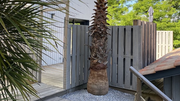 A wooden deck with a palm tree, a wooden fence, and a building in the background. - Jolie Maison en Bois, Tout Confort, Proche Océan (Vielle-Saint-Girons)