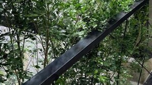 A balcony with a railing, greenery, and string lights. - Muuk Boutique Hotel Campestre (Medellín)