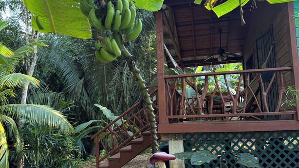 A wooden structure with a balcony, surrounded by lush greenery and banana trees. - Amazing Jungle Retreat Close to San Ignacio (Bullet Tree Falls)