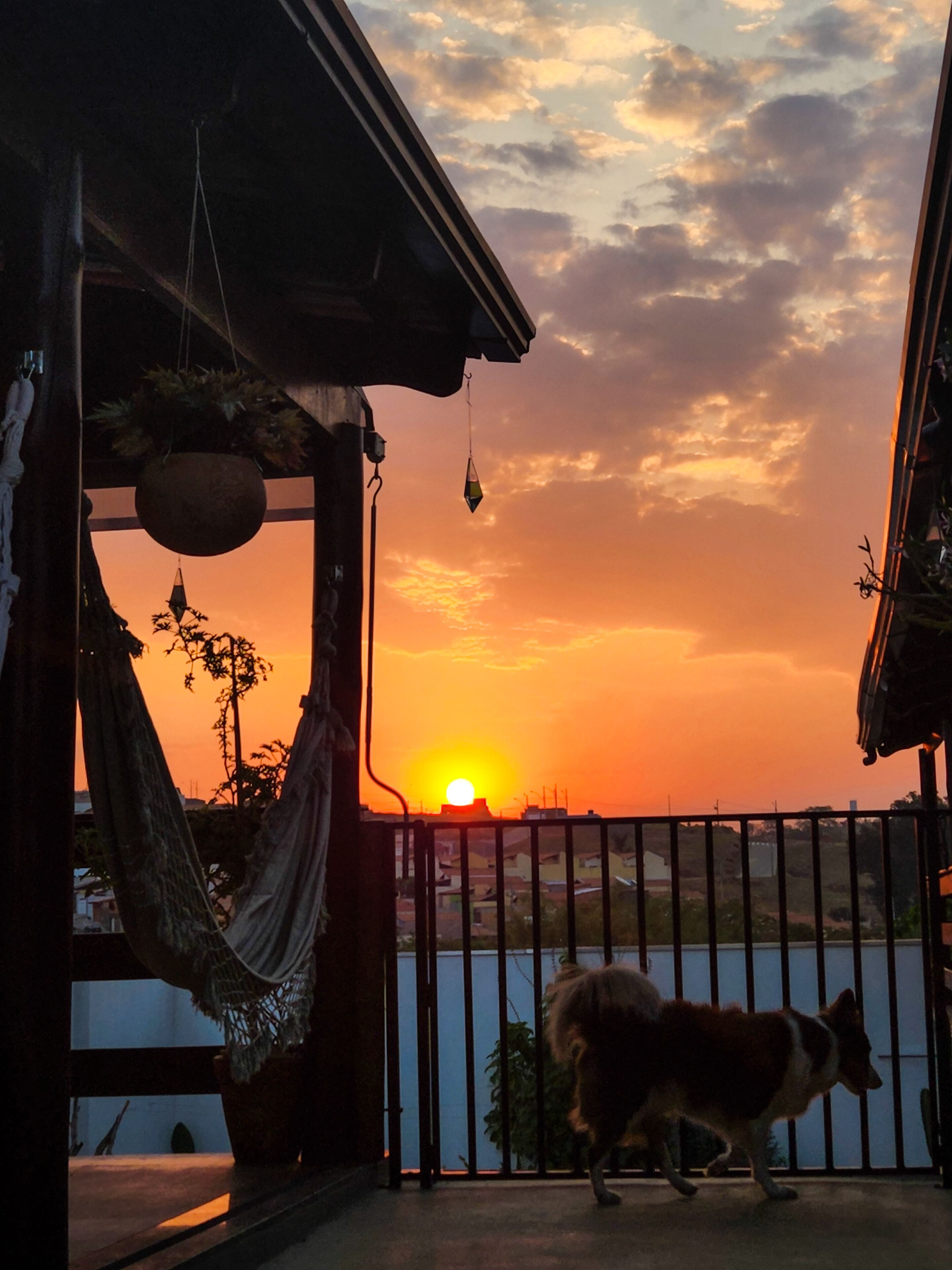 A sunset view from a balcony with a dog, a hammock, and hanging plants.