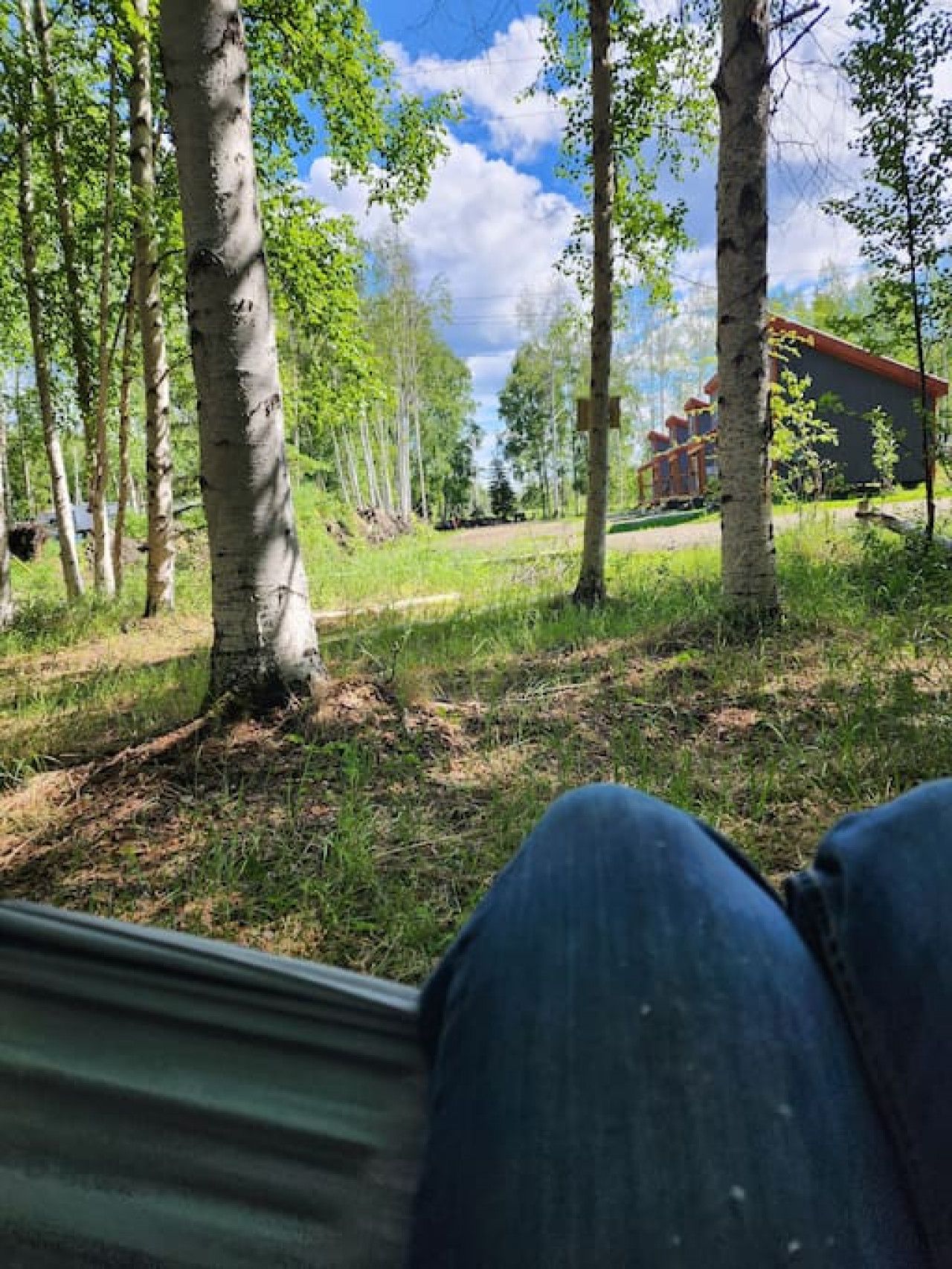 A view from a window overlooking a grassy area with birch trees and a building with a red roof.