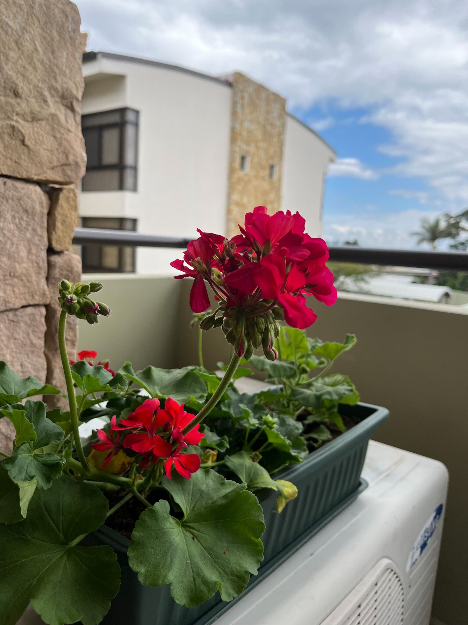 Una planta en maceta con flores rojas en un balcón.