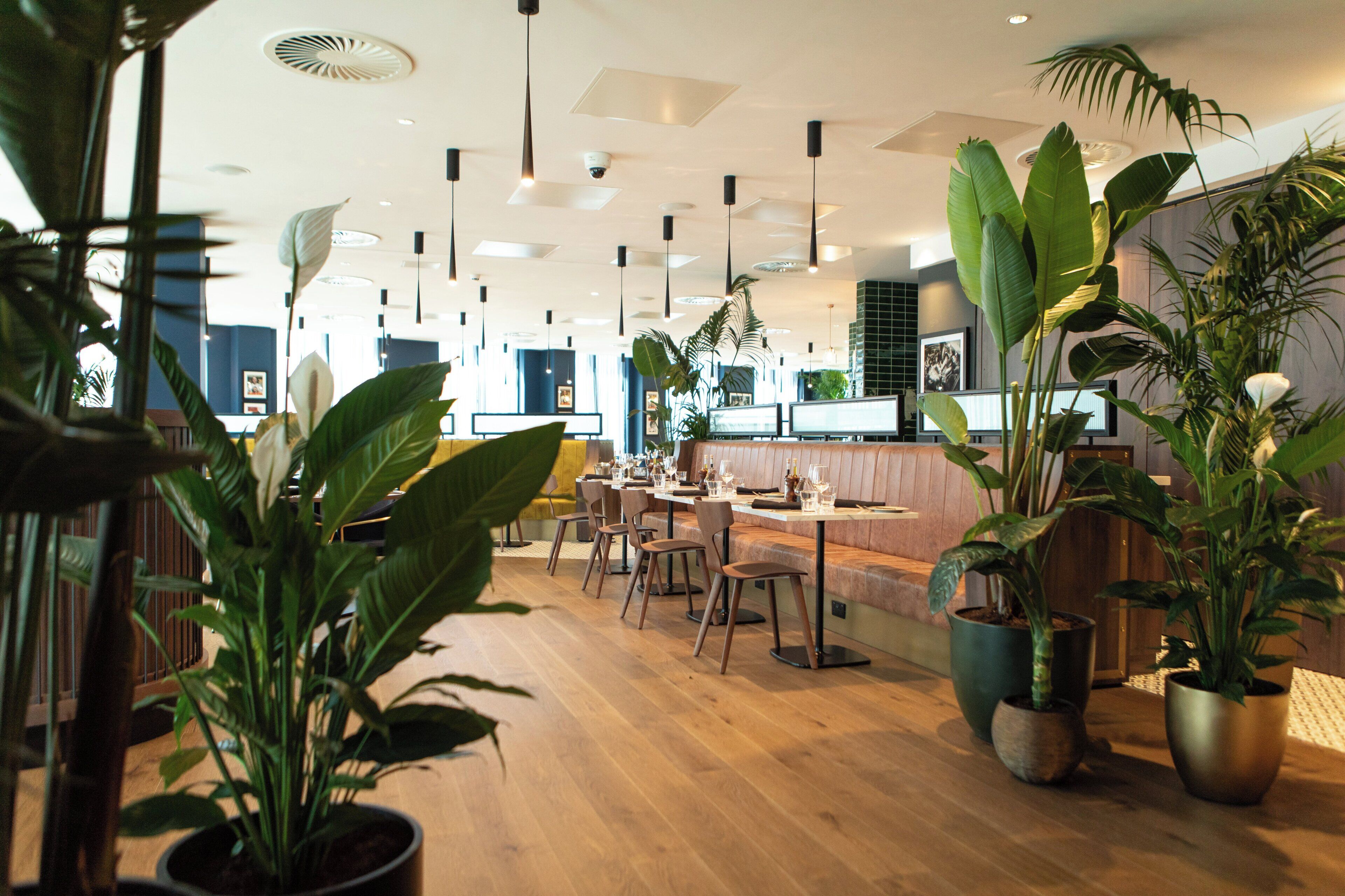 Interior de restaurante con suelo de madera, varias mesas, sillas y plantas en macetas.