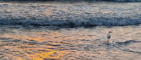 Chaise longue, serviettes de plage