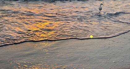 Dogs and cats friendly renovated duplex 5 min drive from the beach