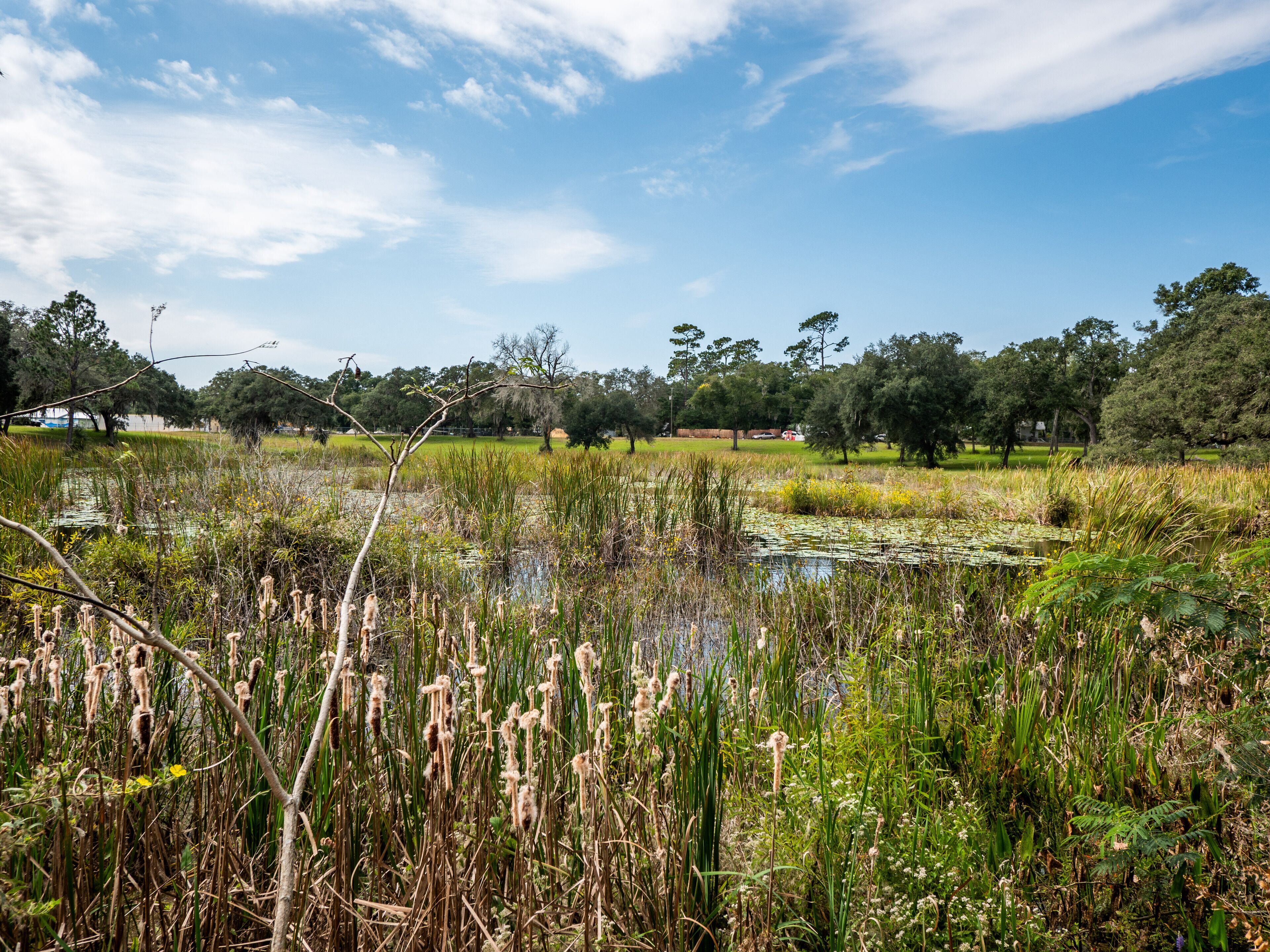 A natural landscape with a pond surrounded by tall grasses and trees.