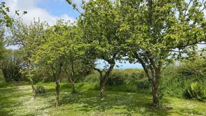A natural landscape with trees and a grassy field. - The Stables - Crackington Haven Cornwall (Crackington Haven)
