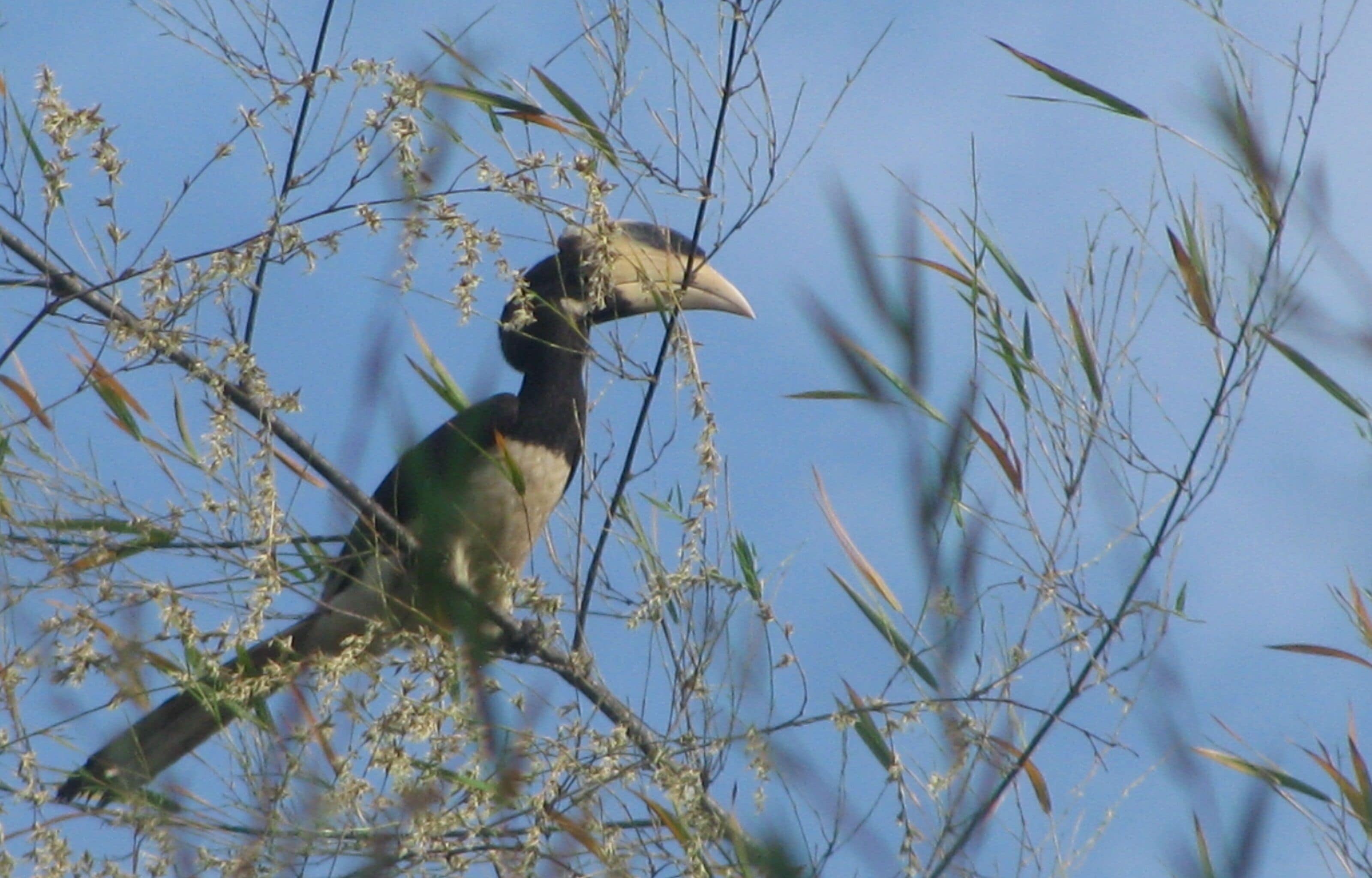 A bird perched on a branch with a clear blue sky in the background.