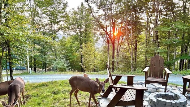 Une zone boisée avec une table de pique-nique et des chaises, un foyer et deux cerfs qui paissent.