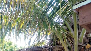 A thatched-roof structure with a stone wall foundation, a palm tree, and a gravel ground. - A peice of paradise,large luxury condominium beautiful space cozy & homely!!!!!! (Nassau)