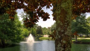 Un parc paisible avec une fontaine, une végétation luxuriante et un arbre recouvert de lichens.
