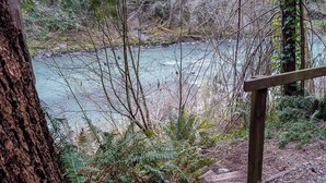 Una escalera de madera baja hacia un río rodeado de árboles y helechos.