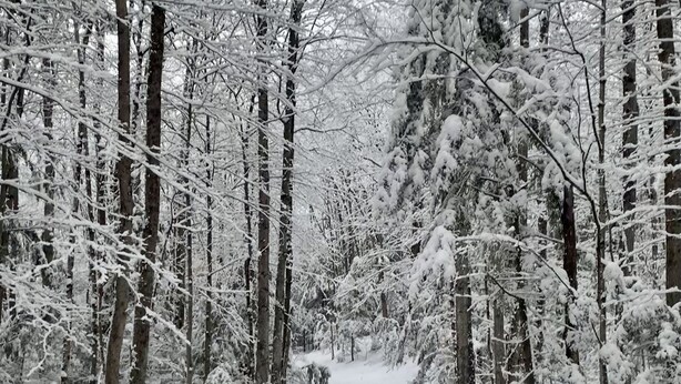 A snow-covered forest path with a dog walking. - Charming Cavendish Guesthouse (Cavendish)