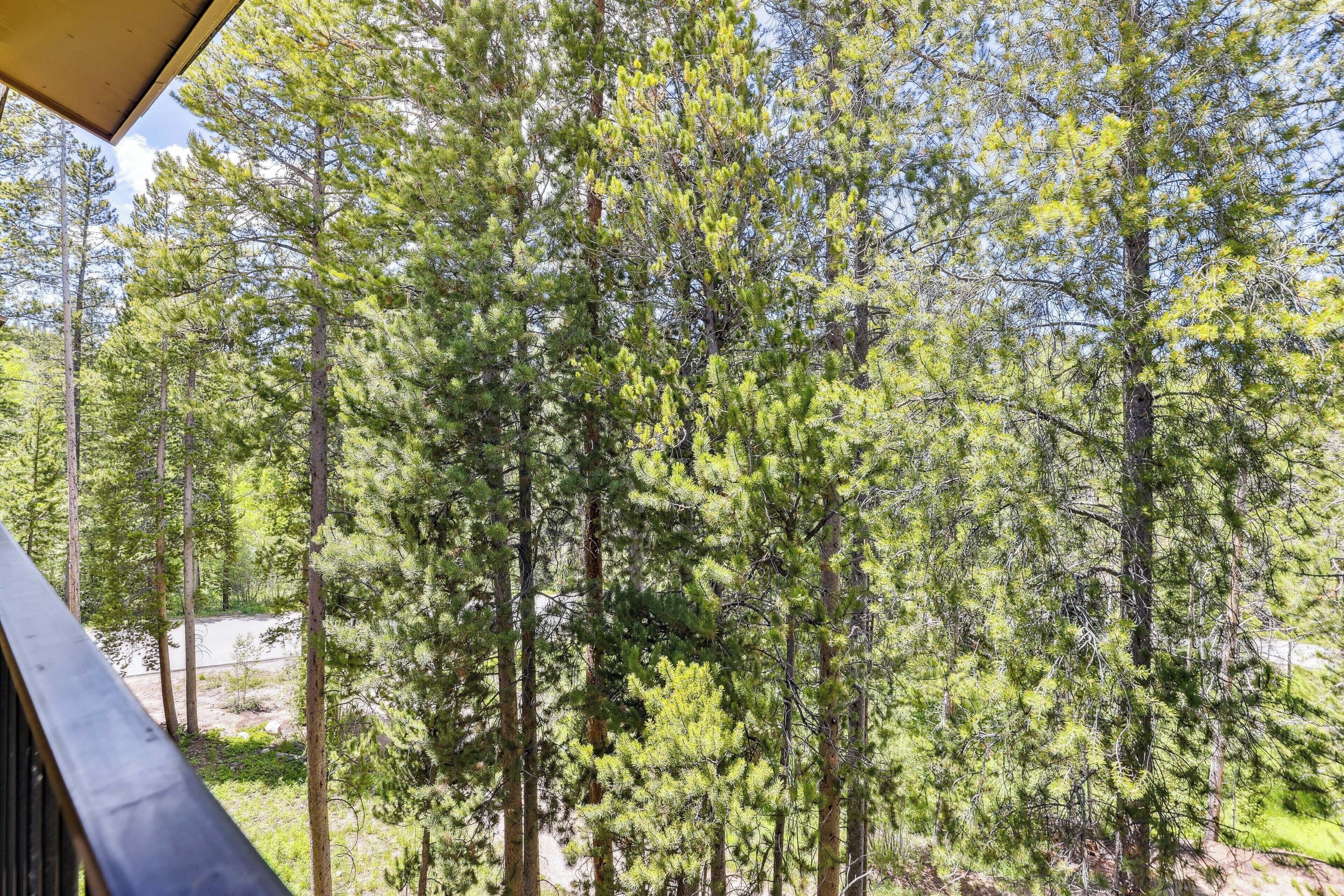 A forested area with tall pine trees and a clear sky.