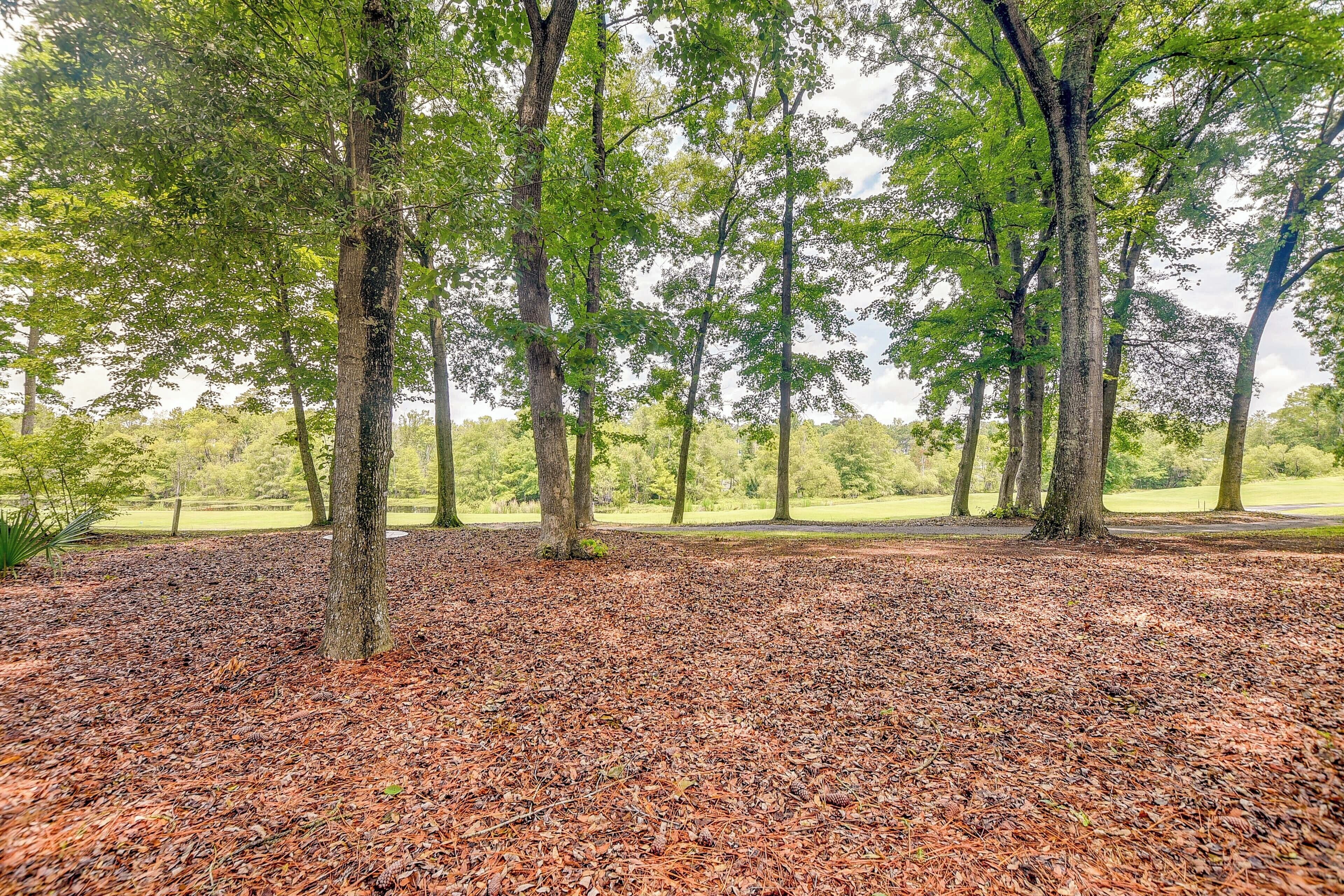A forested area with tall trees and a ground covered in fallen leaves.