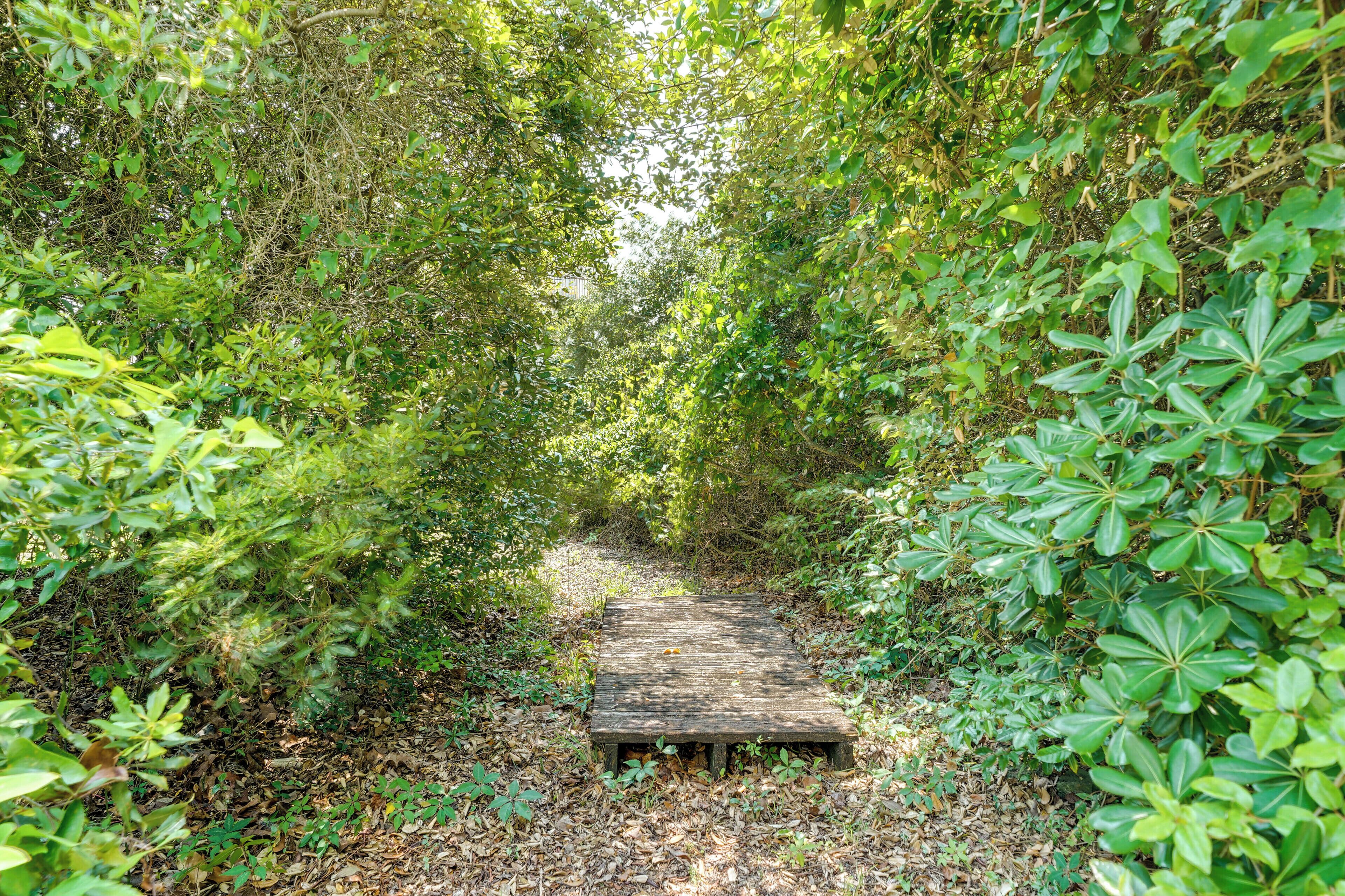 Un sentier en bois qui traverse un feuillage dense.
