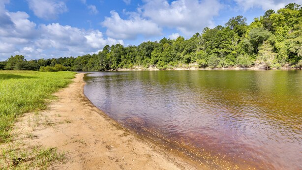 A riverbank with a sandy path and dense greenery. - Riverfront Florida Escape w/ Grill & Fire Pit! (Tallahassee)