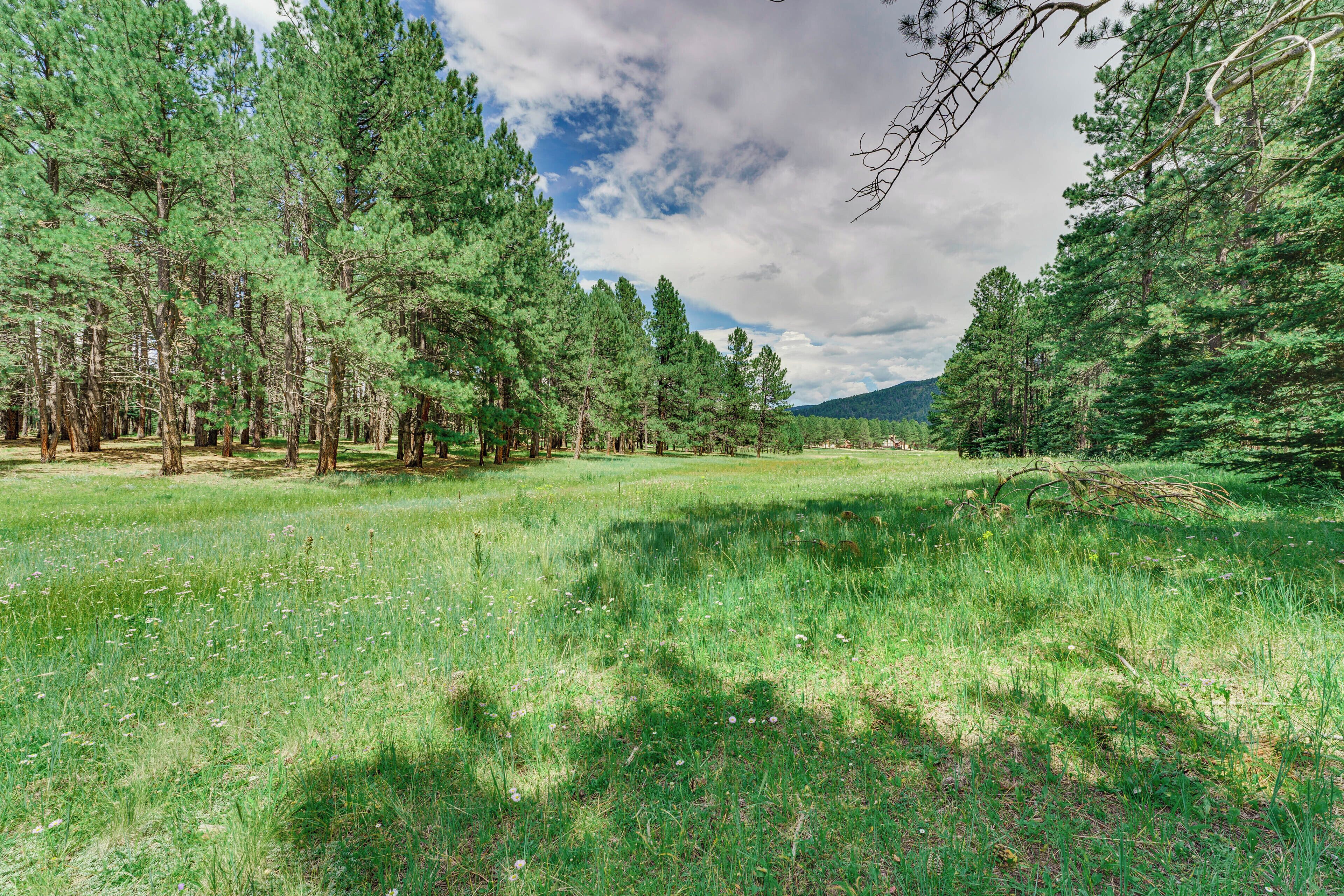 A natural landscape with a variety of trees and a grassy field.