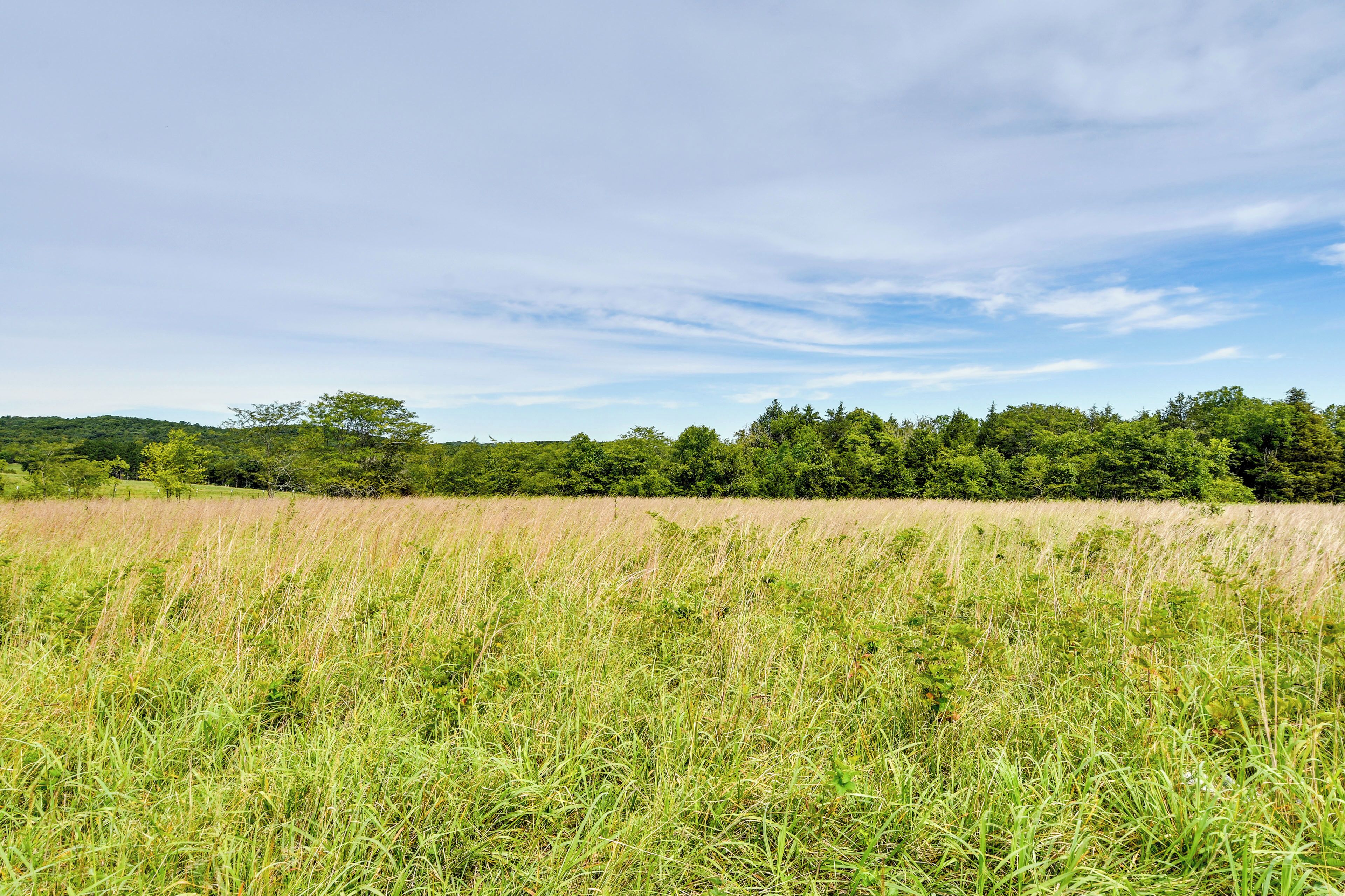 A field with tall grass and trees in the background.