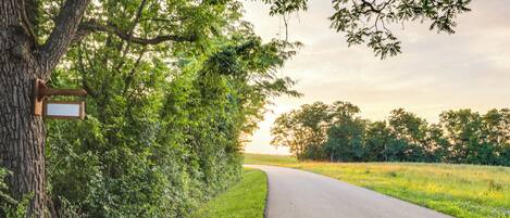 A rural road flanked by trees and grass, leading to a sunset.