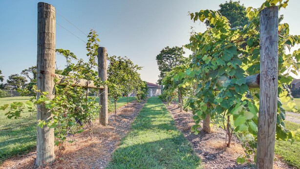 A vineyard with rows of grapevines supported by wooden posts and wire. - Kentucky Retreat Near Williamstown Lake! (Williamstown)