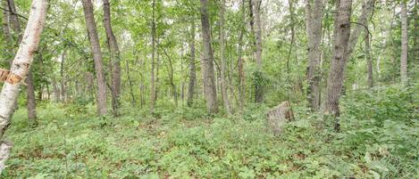 A dense forest with tall trees and undergrowth.