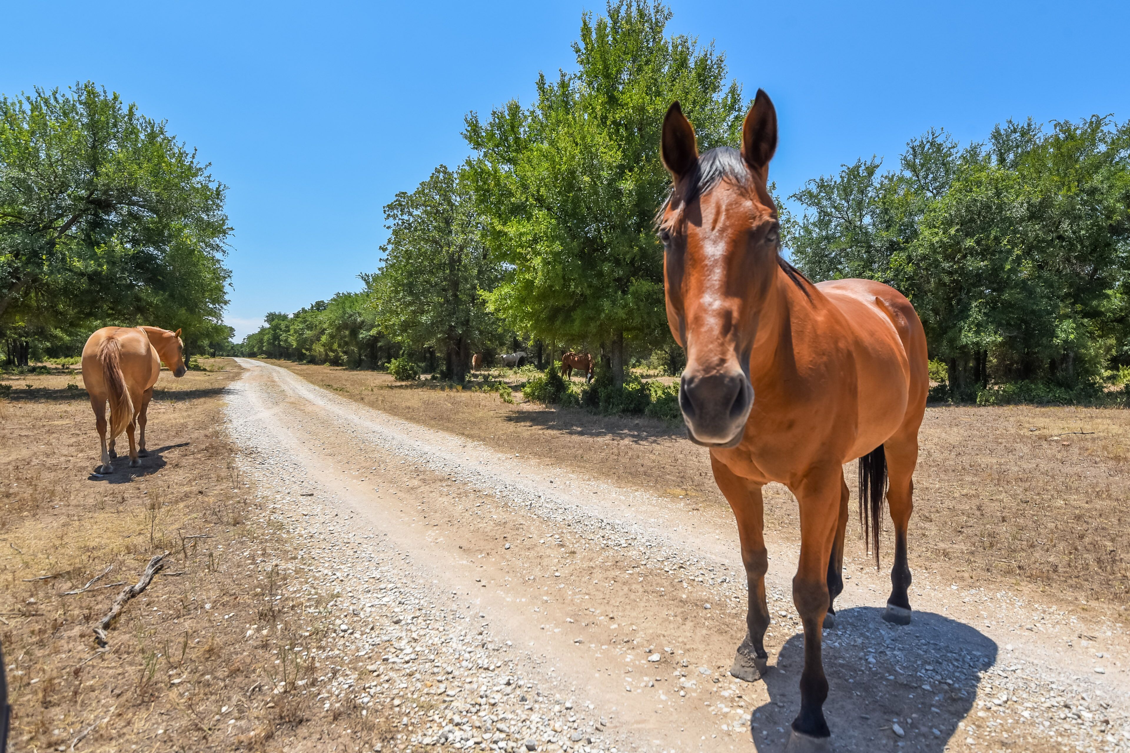 Un chemin de terre bordé d’arbres, avec des chevaux visibles au loin.