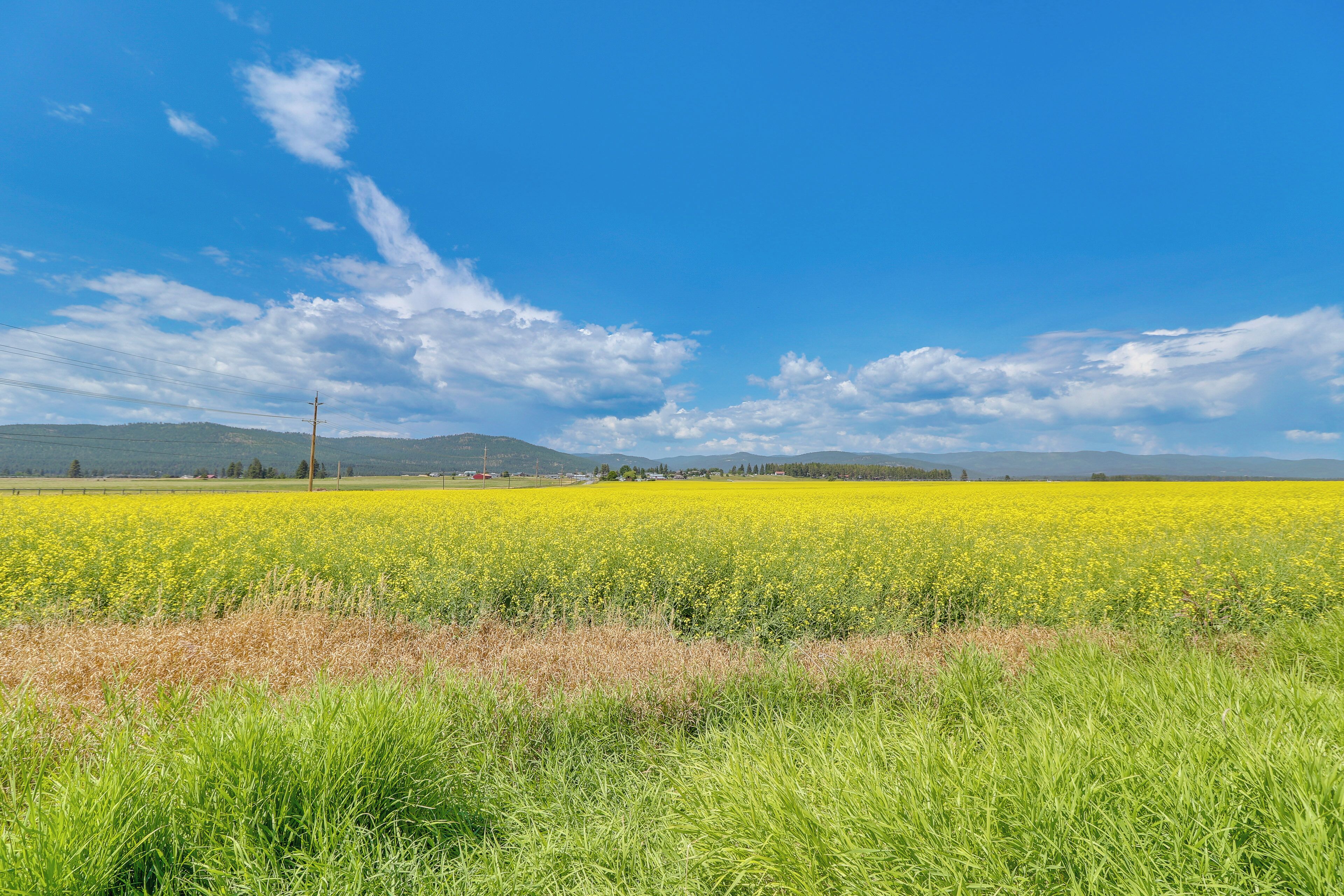A vast field of yellow flowers under a clear blue sky.