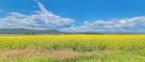 A vast field of yellow flowers under a clear blue sky.