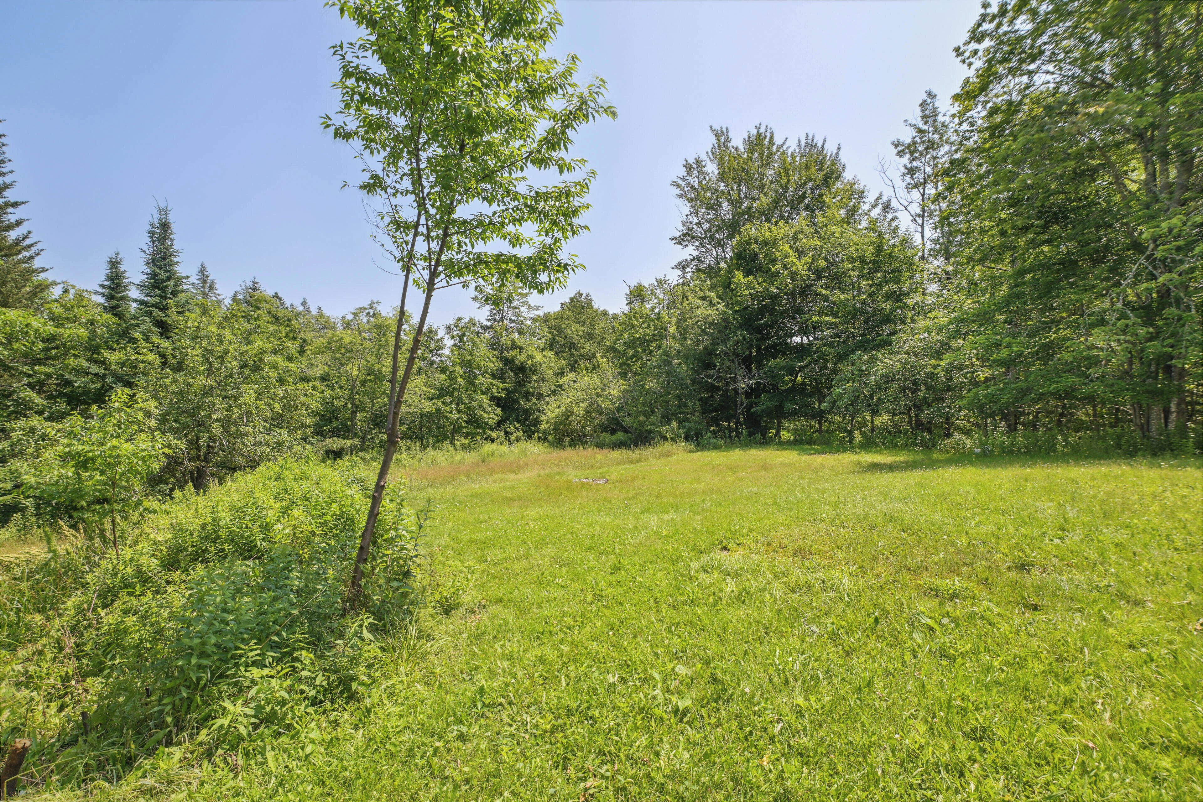 A grassy field with trees and a clear sky.