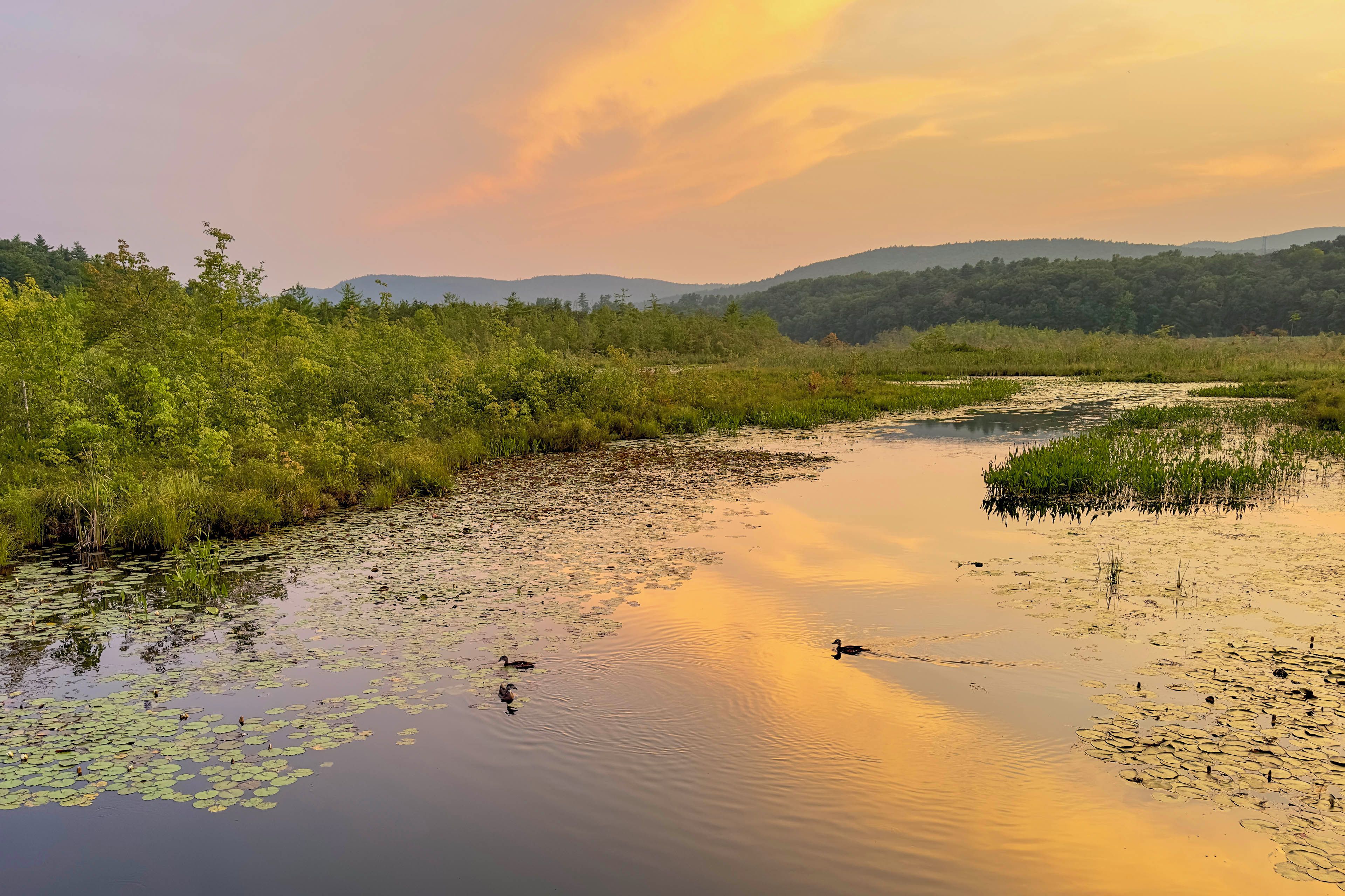 Um rio calmo com folhas de nenúfar e patos, cercado por vegetação densa e colinas ao fundo.