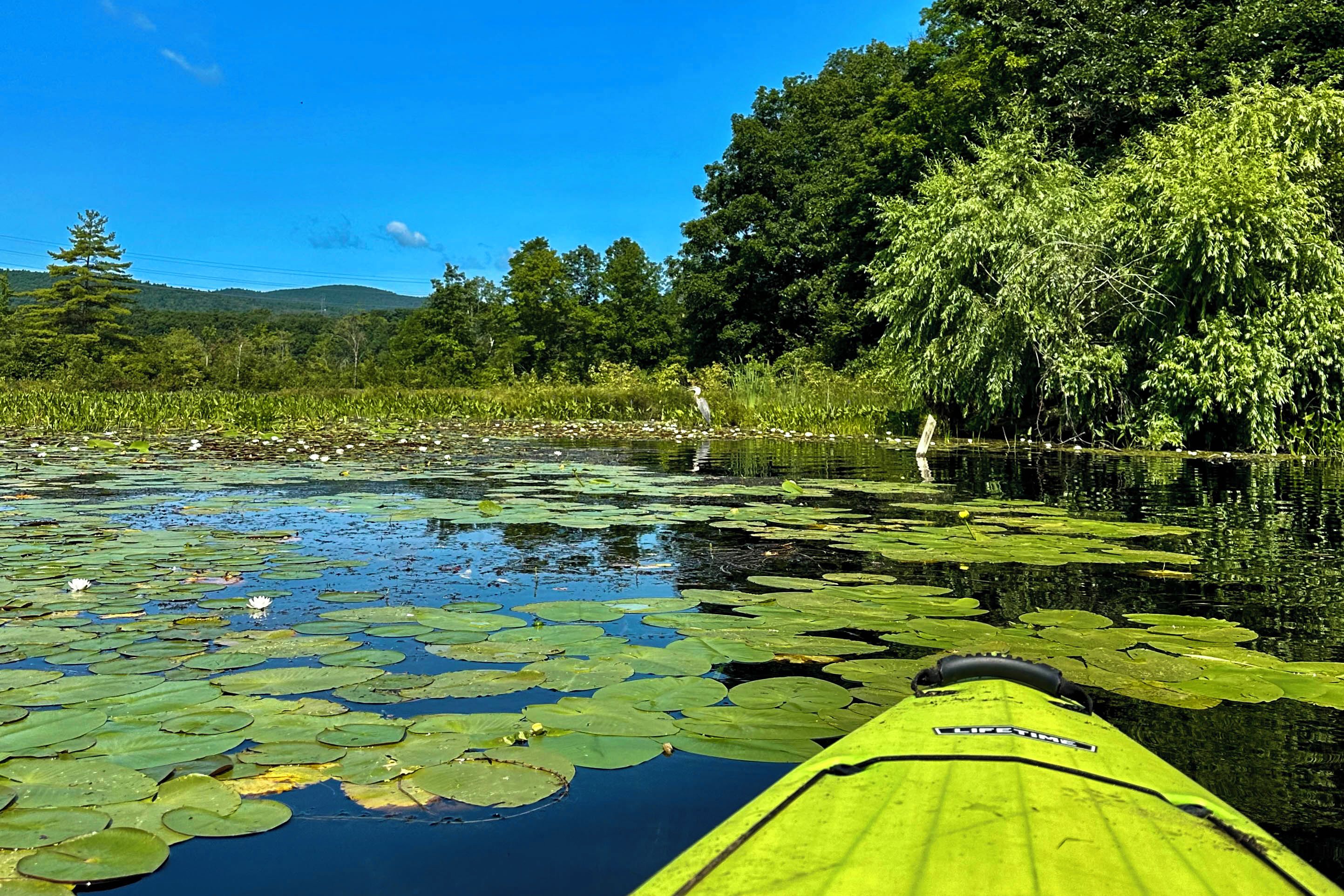 Un kayak en una masa de agua tranquila, rodeado de exuberante vegetación y árboles.
