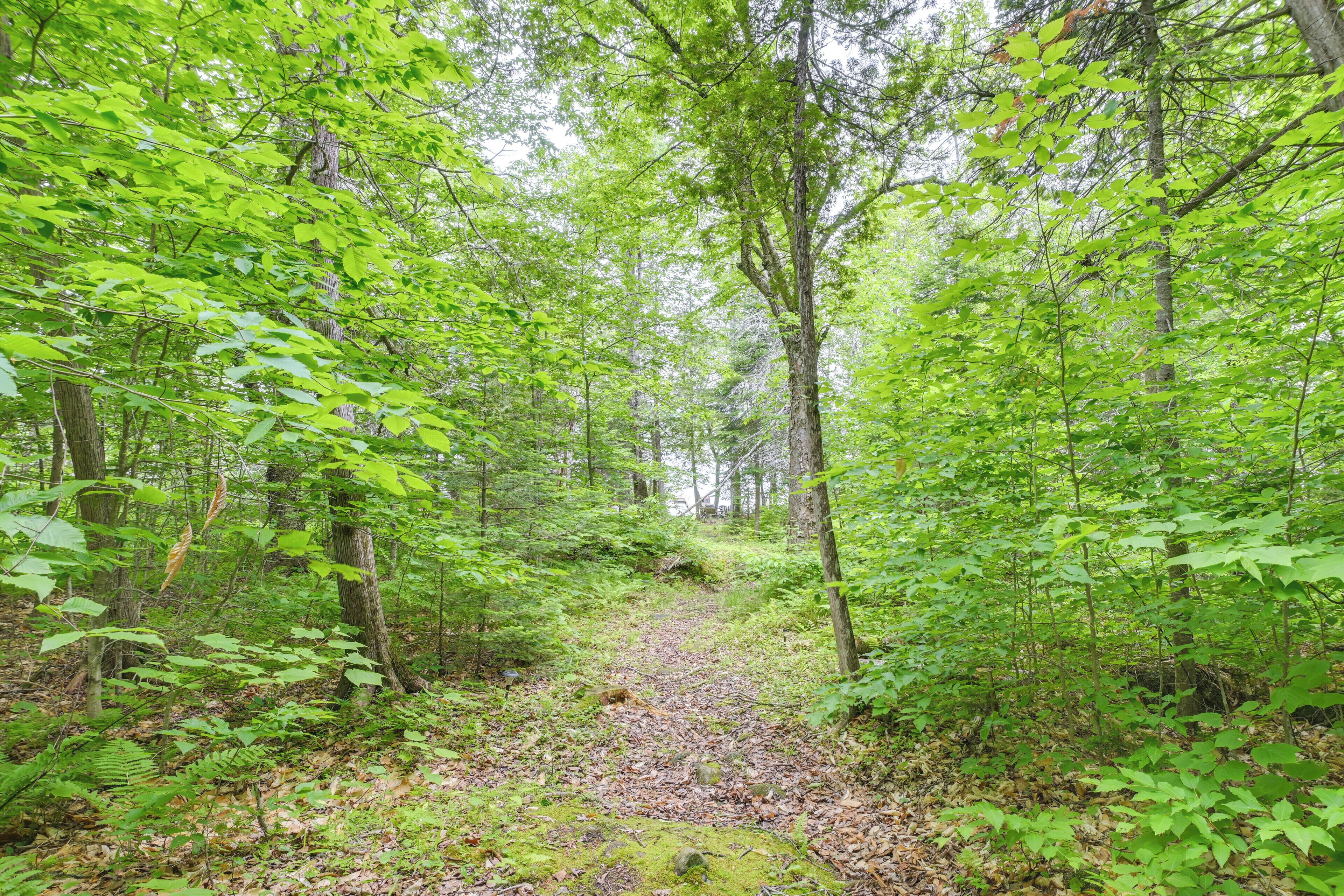 A forest path surrounded by dense green foliage.