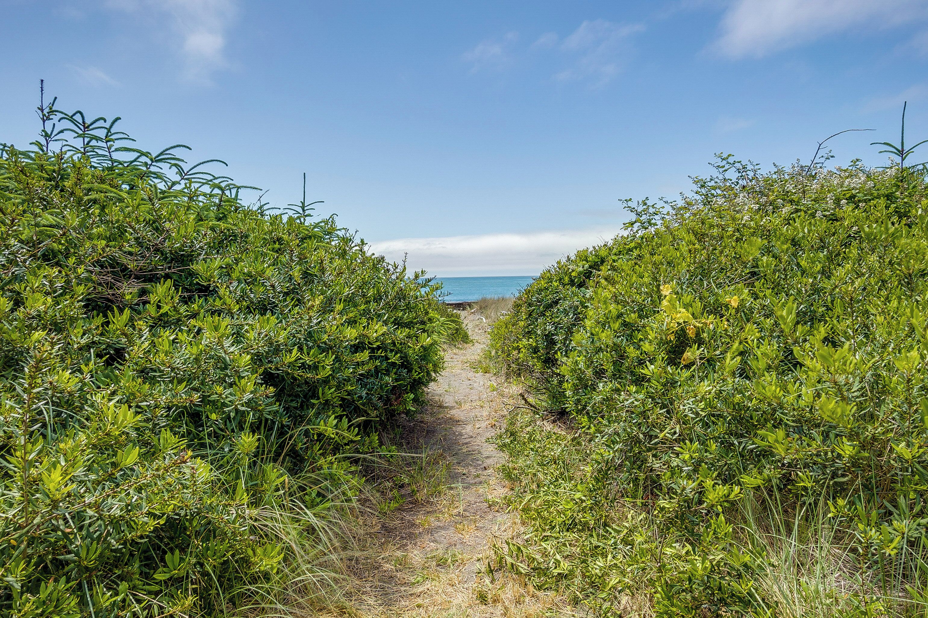 A narrow dirt path flanked by dense green vegetation leading to a body of water.