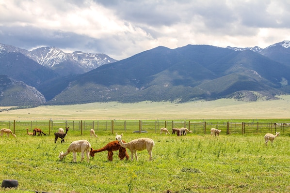 Miscellaneous - Mountain-view Montana Rental Cabin on Alpaca Farm! (Whitehall)