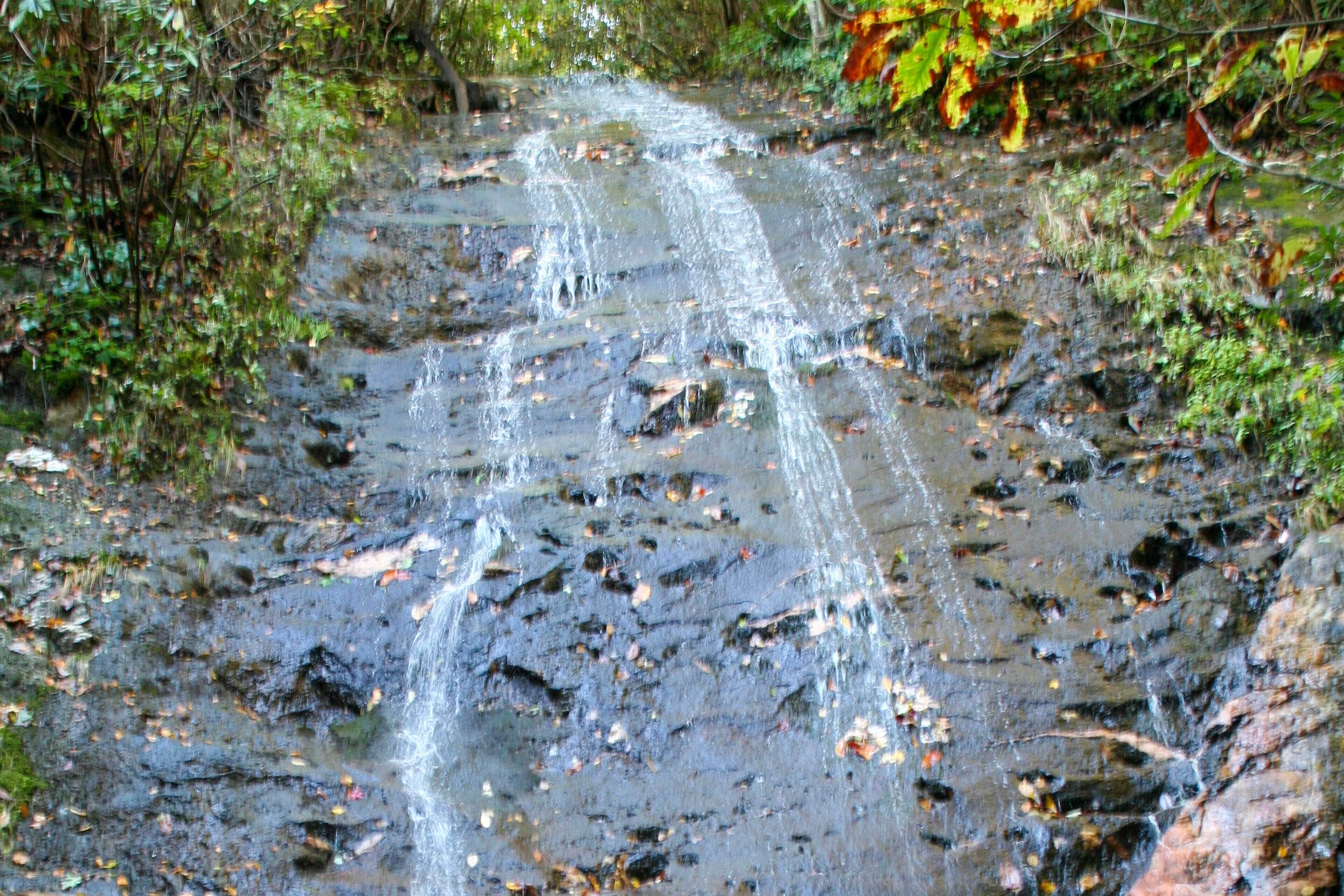A stream flowing over rocks with surrounding foliage.