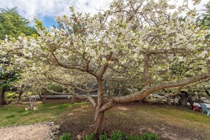 Cottage (1 Bedroom) | Interior