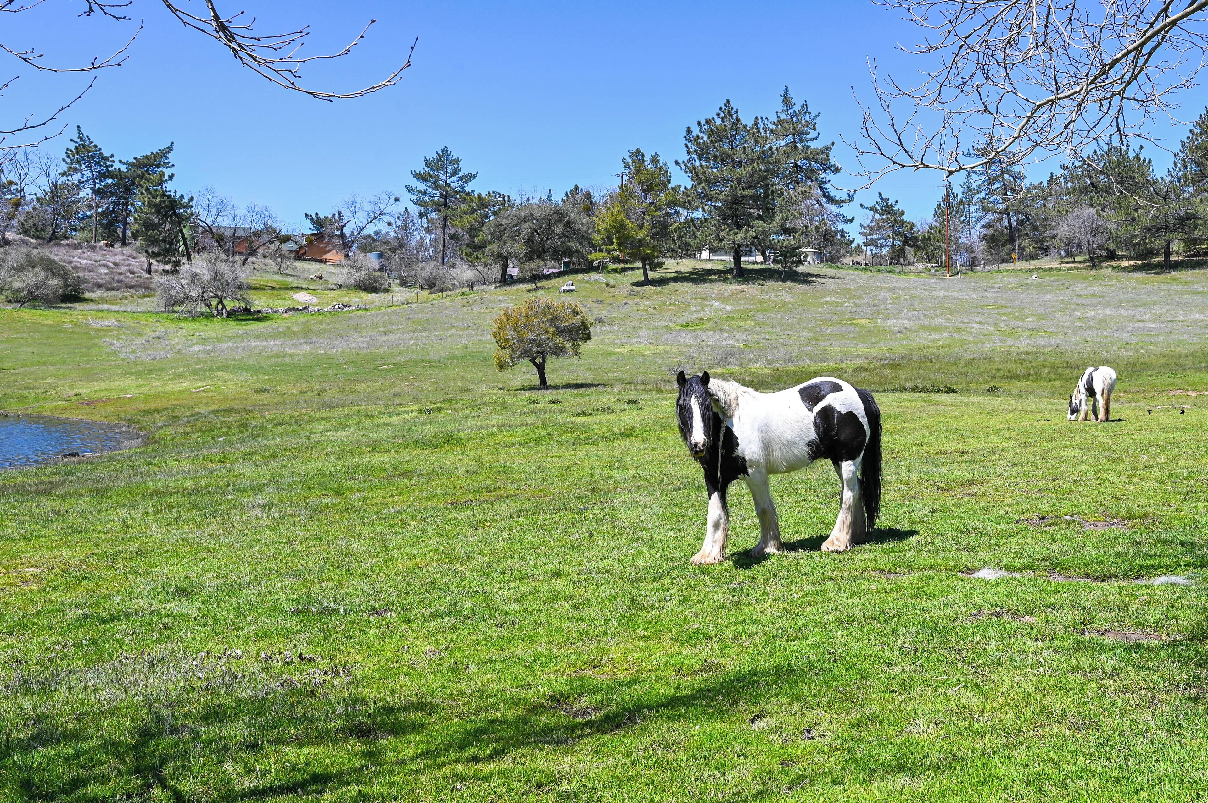 Um campo gramado com um cavalo e um pequeno lago.