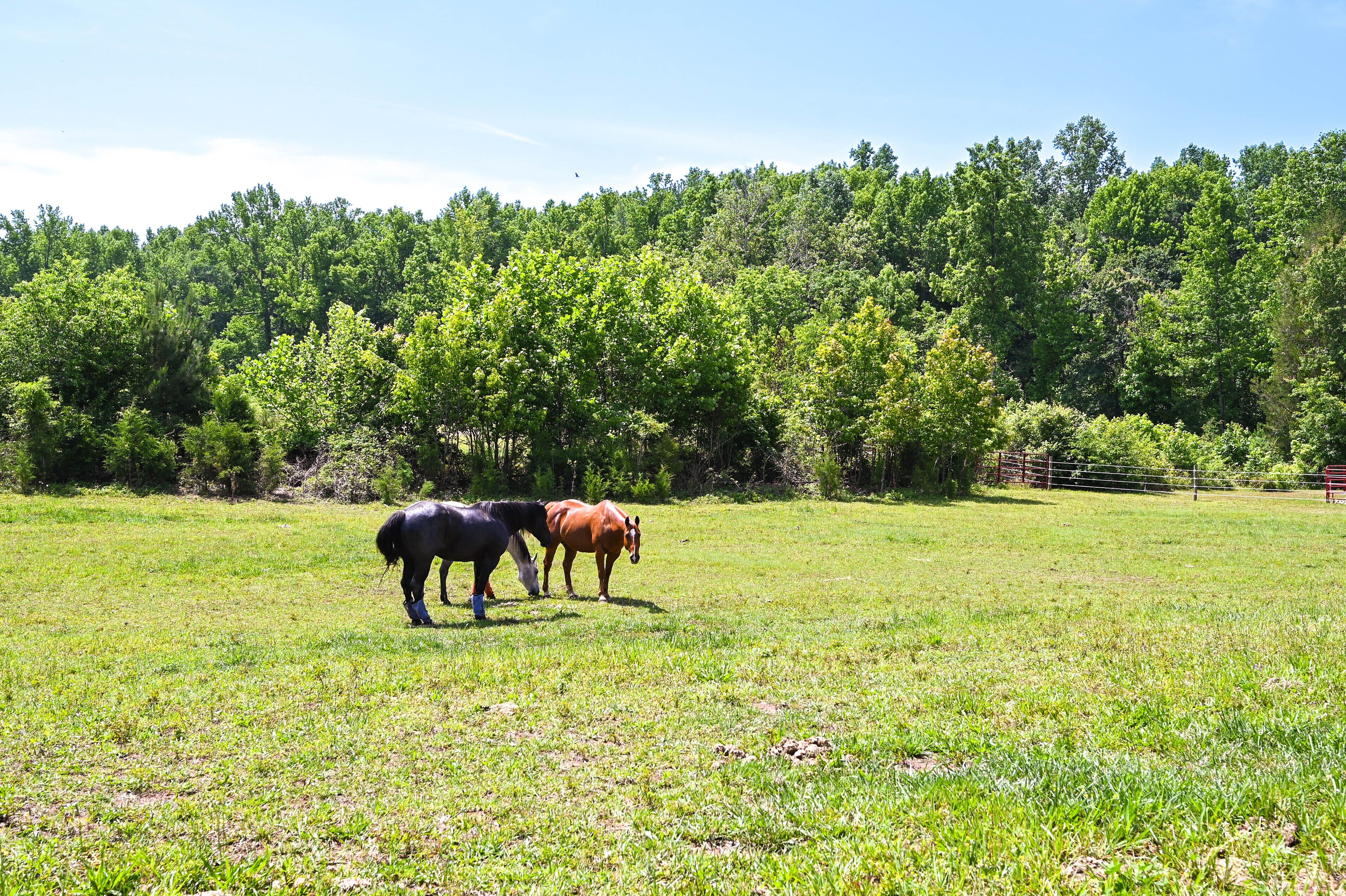 A grassy field with three horses grazing.