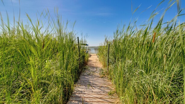 A wooden pathway flanked by tall grass leading to a body of water.