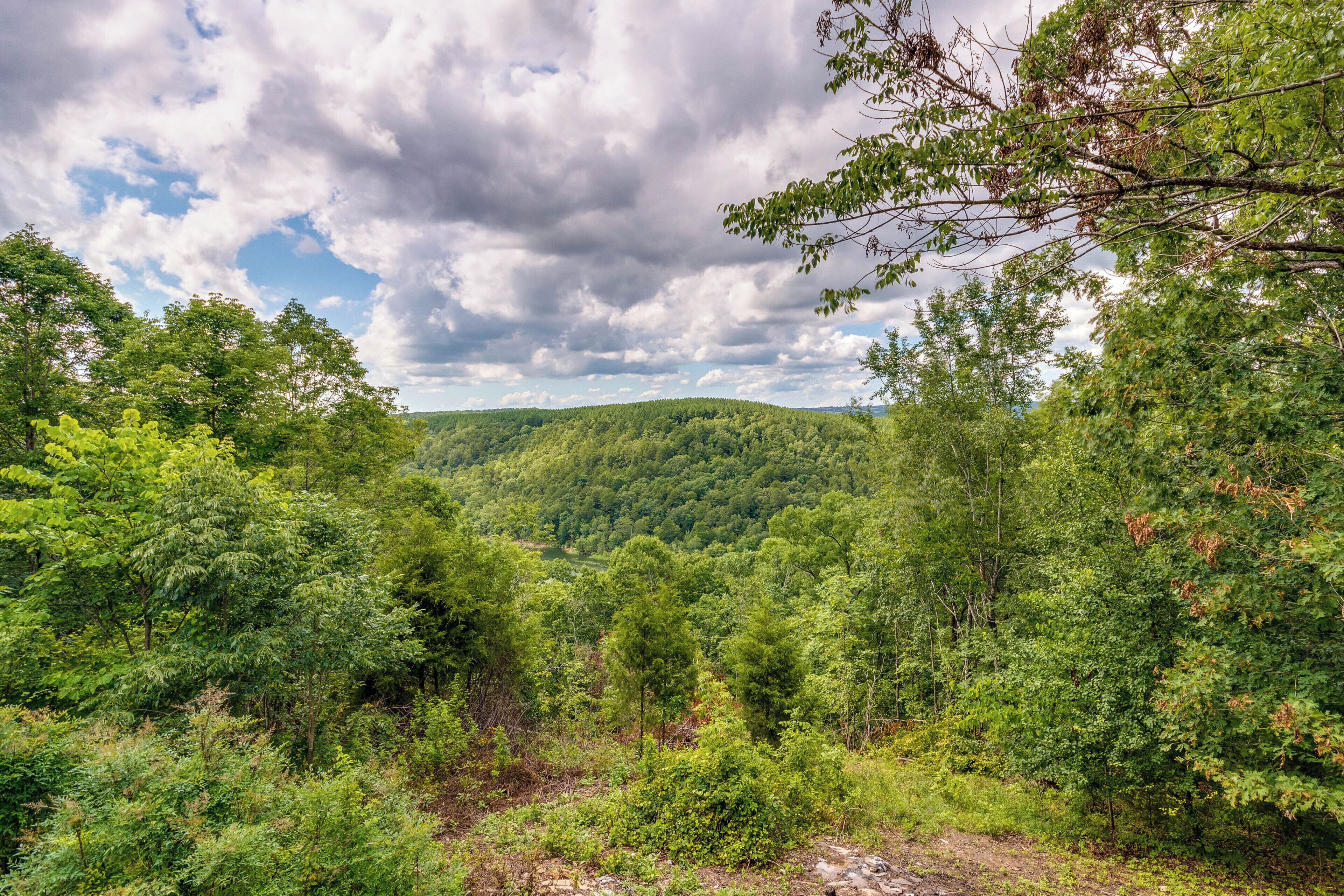 A lush, green forested landscape with a variety of trees and a hill in the background.
