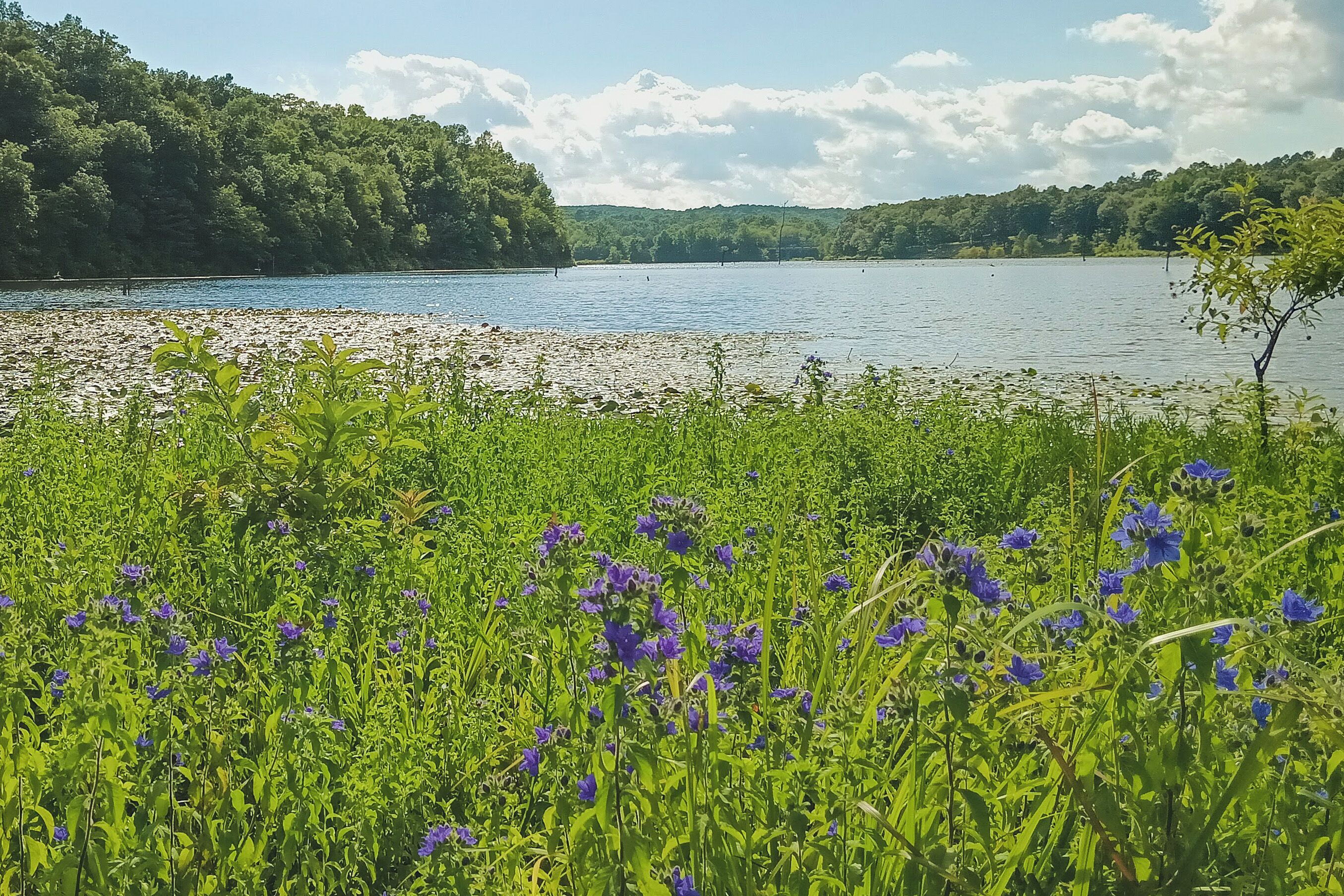 A lake surrounded by lush greenery and a forested hill.
