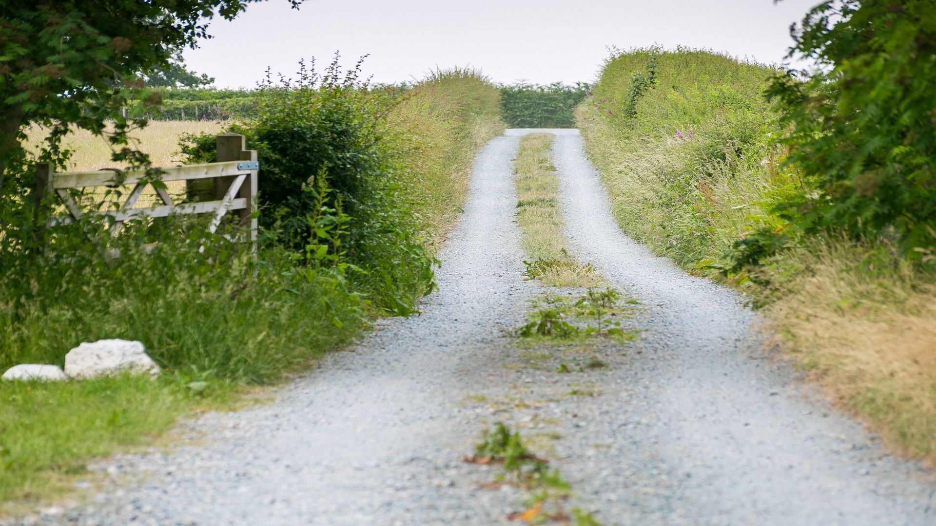 A gravel path flanked by dense vegetation and a wooden fence.